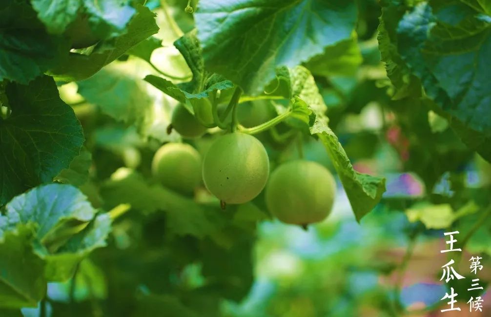 立夏 | 夏之始也，您准备好隔热、隔音、防蚊虫的门窗了吗？