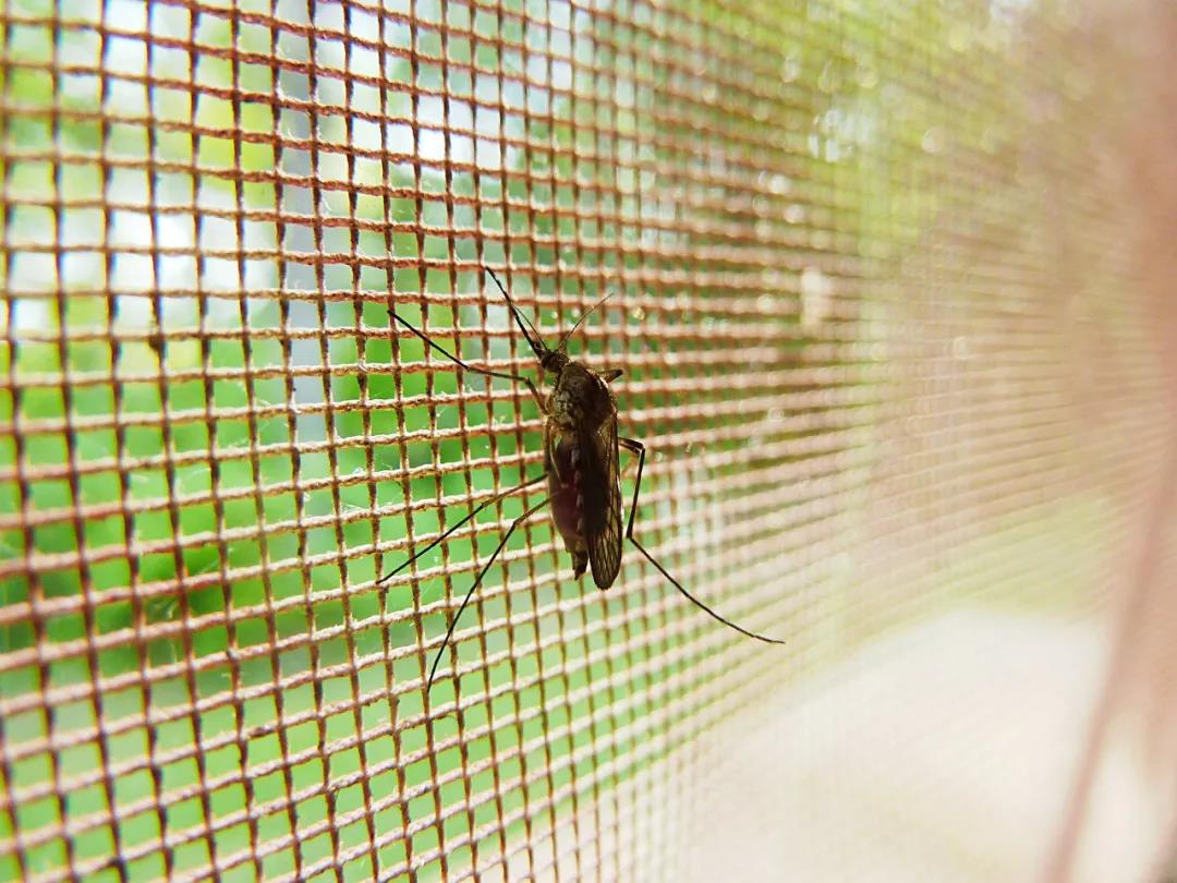 夏天到了，既防蚊又安全，还不影响视野通风的纱窗，怎么选？