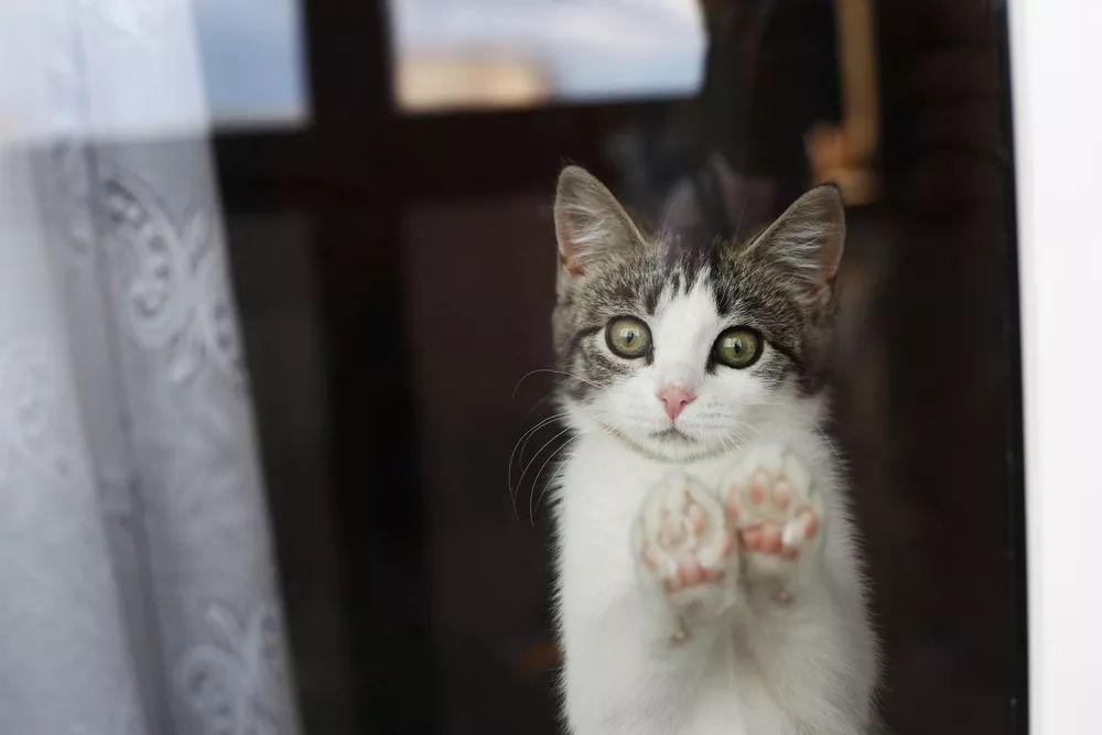 养猫人灵魂三问：阳台封了吗？纱窗装好了吗？纱窗牢固吗？