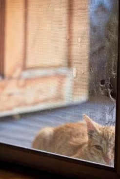 养猫人灵魂三问：阳台封了吗？纱窗装好了吗？纱窗牢固吗？