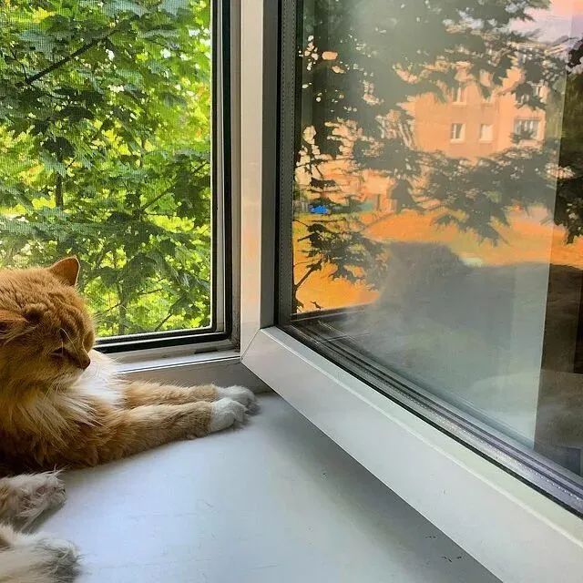 养猫人灵魂三问：阳台封了吗？纱窗装好了吗？纱窗牢固吗？