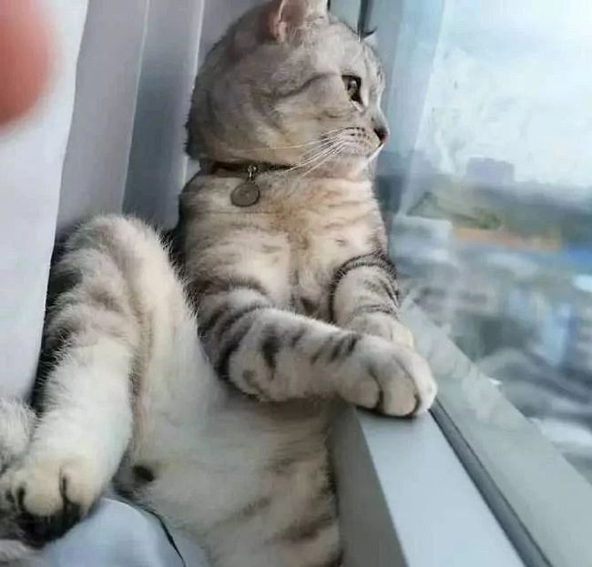 养猫人灵魂三问：阳台封了吗？纱窗装好了吗？纱窗牢固吗？