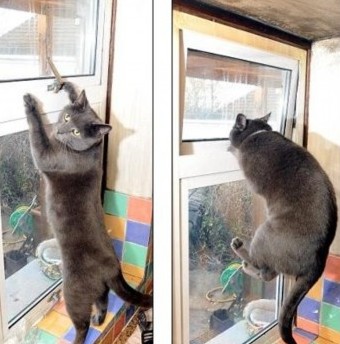 养猫人灵魂三问：阳台封了吗？纱窗装好了吗？纱窗牢固吗？